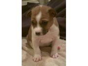 Basenji Puppies for sale 
