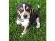 Hunting Beagles For Sale