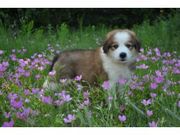Bernese Mountain Dog Puppies for sale 