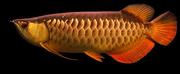 Rtg,  CHILI RED AND SUPER RED AROWANA FISHES FOR SALE
