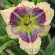 Double Daylilies For Sale