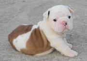 Available English Bulldog Puppies For Lovely Homes