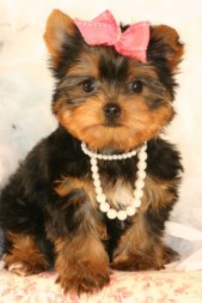 pics of yorkies puppies. Teacup Yorkie Puppies For